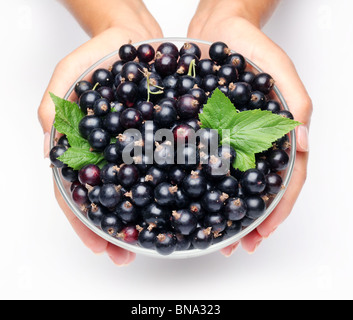 Stoviglie con ribes nero nelle mani della donna. Isolato su uno sfondo bianco. Foto Stock