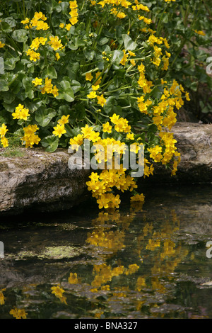 Vivaio Bridgemere & Mondo Giardino. Molla di vista Bridgemere's mostrano giardini. Foto Stock