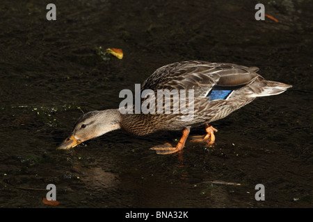 Mallard Duck, Anas platyrhynchos, femmina di alimentazione di un flusso di poco profonda Foto Stock
