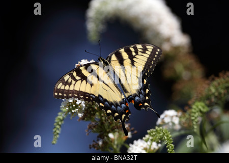 Tiger a coda di rondine, Butterfly Papilio glaucas, alimentando il bianco fiore lilla. New Jersey, USA, America del Nord. Foto Stock