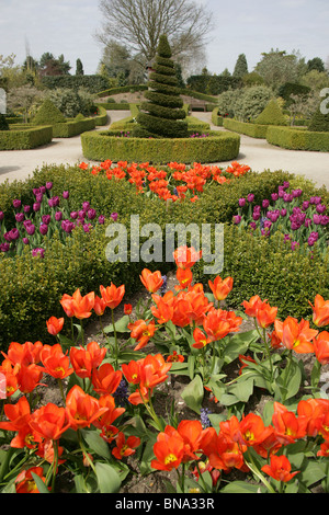 Vivaio Bridgemere & Mondo Giardino. Imperatore arancione e viola il principe tulipani in piena fioritura nella scatola a copertura. Foto Stock