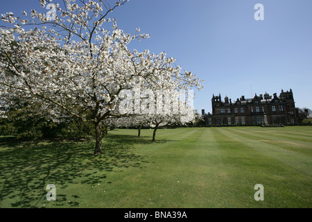 Capesthorne Hall, Inghilterra. Vista la molla di un fiore di ciliegio albero con Capesthorne Hall stagliano in background. Foto Stock