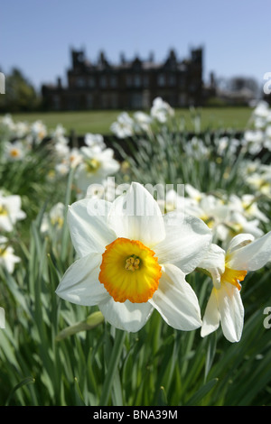 Capesthorne Hall, Inghilterra. Chiudere la molla vista di narcisi in fiore con Capesthorne Hall stagliano in background. Foto Stock