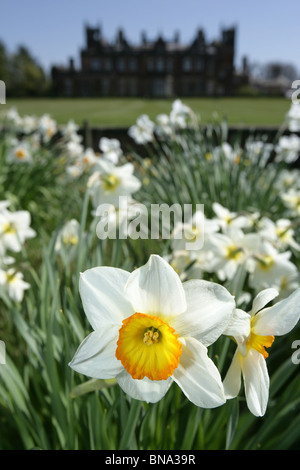 Capesthorne Hall, Inghilterra. Chiudere la molla vista di narcisi in fiore con Capesthorne Hall stagliano in background. Foto Stock