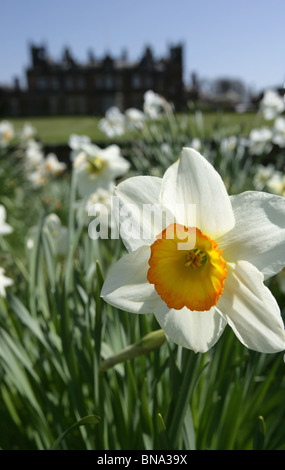 Capesthorne Hall, Inghilterra. Chiudere la molla vista di narcisi in fiore con Capesthorne Hall stagliano in background. Foto Stock