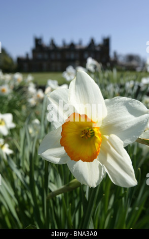 Capesthorne Hall, Inghilterra. Chiudere la molla vista di narcisi in fiore con Capesthorne Hall stagliano in background. Foto Stock