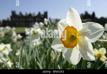 Capesthorne Hall, Inghilterra. Chiudere la molla vista di narcisi in fiore con Capesthorne Hall stagliano in background. Foto Stock