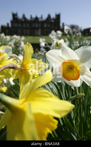 Capesthorne Hall, Inghilterra. Chiudere la molla vista di narcisi in fiore con Capesthorne Hall stagliano in background. Foto Stock