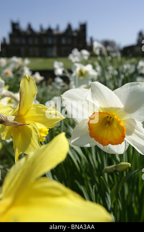 Capesthorne Hall, Inghilterra. Chiudere la molla vista di narcisi in fiore con Capesthorne Hall stagliano in background. Foto Stock