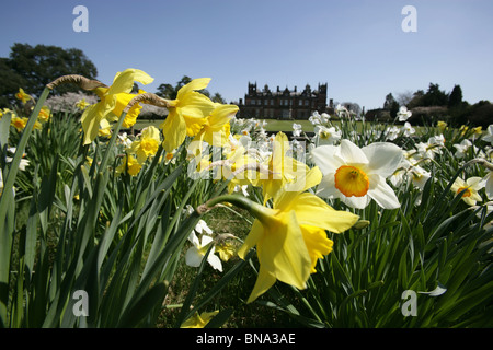 Capesthorne Hall, Inghilterra. Chiudere la molla vista di narcisi in fiore con Capesthorne Hall stagliano in background. Foto Stock