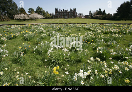 Capesthorne Hall, Inghilterra. Stagliano molla vista del Capesthorne Hall con narcisi e fiori di ciliegio alberi in piena fioritura. Foto Stock