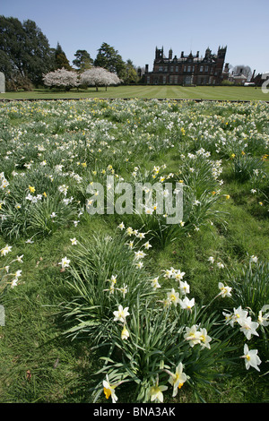 Capesthorne Hall, Inghilterra. Stagliano molla vista del Capesthorne Hall con narcisi e fiori di ciliegio alberi in piena fioritura. Foto Stock