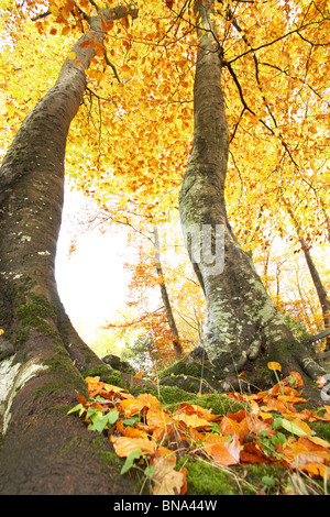 Giallo brillante, foglie di autunno albero canopy, Royal Foresta di Dean, Gloucestershire, England, Regno Unito Foto Stock