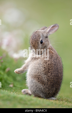 Oryctolagus cuniculus - coniglio selvatico Foto Stock