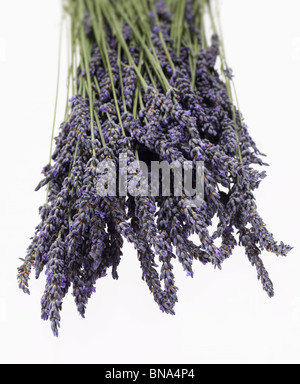 Mazzetto di lavanda fresca Foto Stock