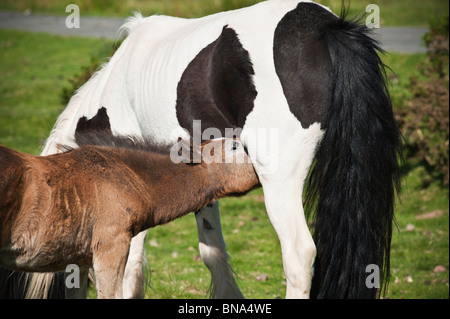 Welsh mountain pony puledro infermieri da madre, fieno Bluff, Galles Foto Stock