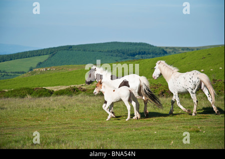 Montagne di Welsh pony, fieno Bluff, Galles Foto Stock