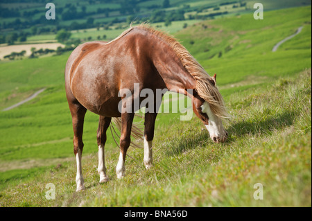 Welsh mountain pony feed sul pendio erboso, fieno Bluff, Galles Foto Stock