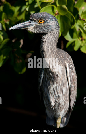 Giallo-incoronato Night-Heron (Nyctanassa violacea violacea), i capretti in appoggio su di un ramo. Foto Stock