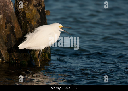 Snowy Garzetta (Egretta thuja brewsteri) con bill aperto Foto Stock