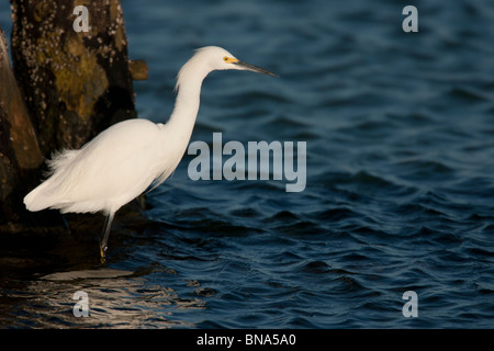 Snowy Garzetta (Egretta thuja brewsteri) Foto Stock