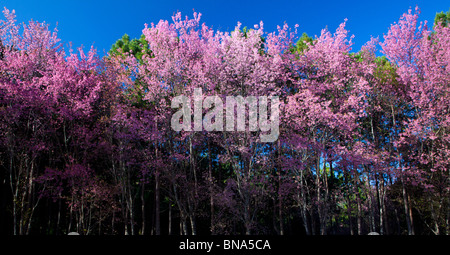 Sakura in Chieng Mai, nel nord della Thailandia. Foto Stock