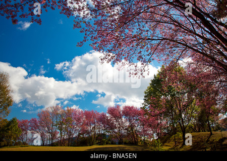 Sakura in Chieng Mai, nel nord della Thailandia. Foto Stock