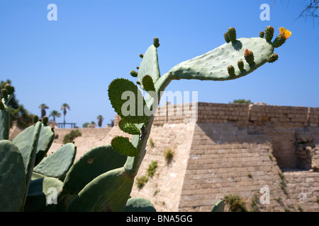 Ficodindia Cactus Foto Stock