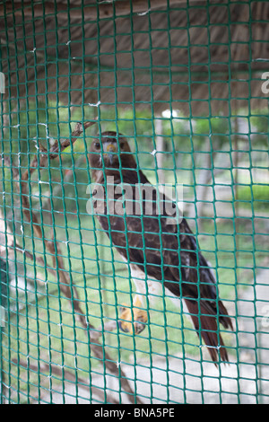 Hawk dietro la gabbia di fili. in gabbia uccello fuoco fuori fuoco. Foto Stock