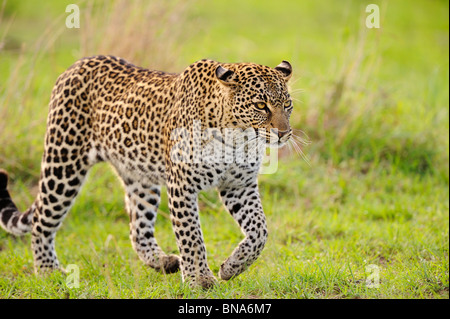 Leopard (Panthera Pardus) passeggiate nel Masai Mara, Kenya Foto Stock