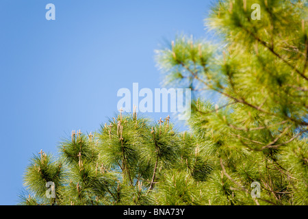 I pini che germogliano la crescita del nuovo anno formano un tiro in cui si formano nuovi arti futuri che possono sembrare croci sui rami. Foto Stock