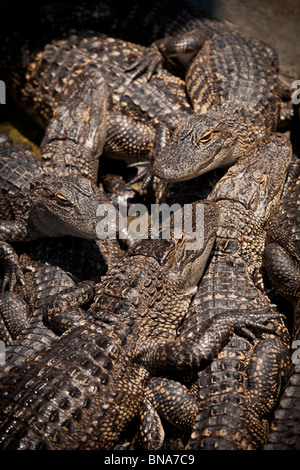 I capretti American alligatori (Alligator mississipiensis) potrete rilassarvi sulla terra in Myrtle Beach, SC. Foto Stock