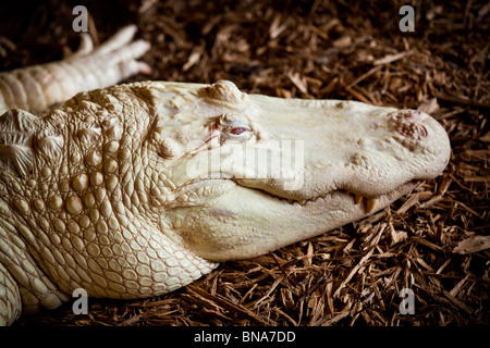 Raro albino coccodrillo americano (Alligator mississipiensis) si rilassa sulla terra in Myrtle Beach, SC. Foto Stock