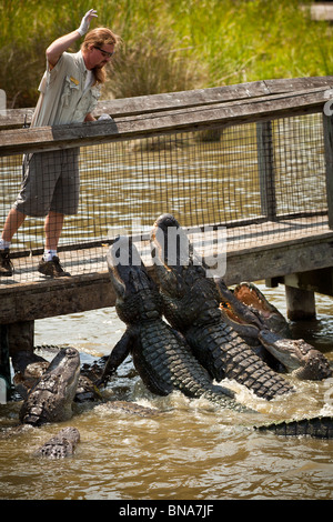 Un trainer alimenta gli alligatori americani (Alligator mississipiensis) ad Alligator Adventure in Myrtle Beach, SC. Foto Stock