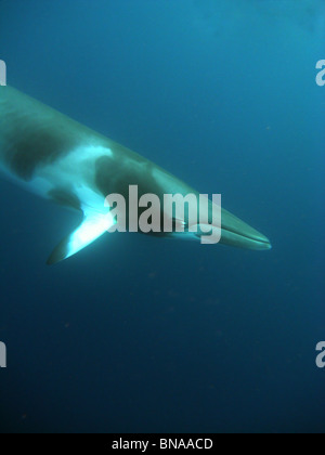 Dwarf minke whale (Balaenoptera acutorostrata), Great Barrier Reef Marine Park, Queensland, Australia Foto Stock