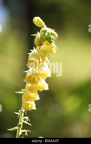 Grande fiore a fiore Foxglove (Digitalis grandiflora) crescente selvatici nel maschio Karpaty foresta in Slovacchia. Foto Stock