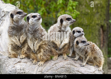 Gruppo di Meerkats Foto Stock