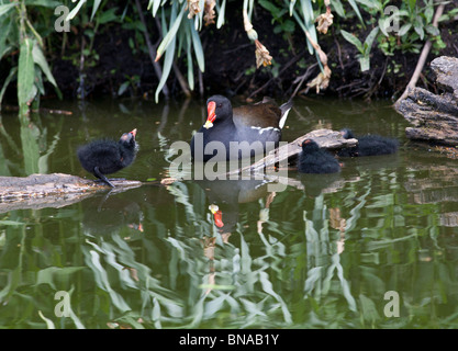 Moorhen con giovani pulcini Foto Stock