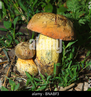 Funghi commestibili in crescita sulla terra nella natura selvaggia. Foto Stock