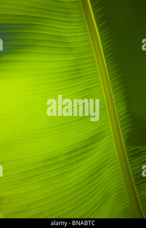 Tropical banana leaf retroilluminata con vene attraente Foto Stock