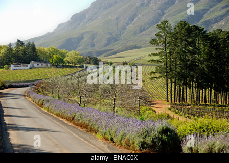 Stellenbosch, Sud Africa - vigneti e paesaggio di campagna nel sud Western Cape Foto Stock