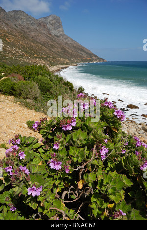 La splendida costa e l'Oceano del Sud nei pressi di Betty's Bay, South Western Cape, Sud Africa. Foto Stock