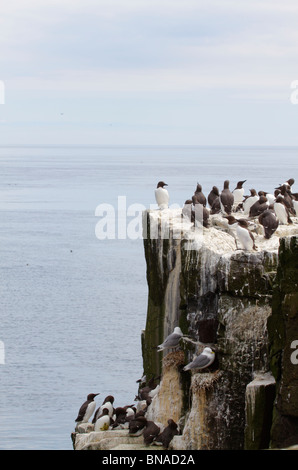 Guillemots e kittiwakes sull isola di pinzatura Foto Stock