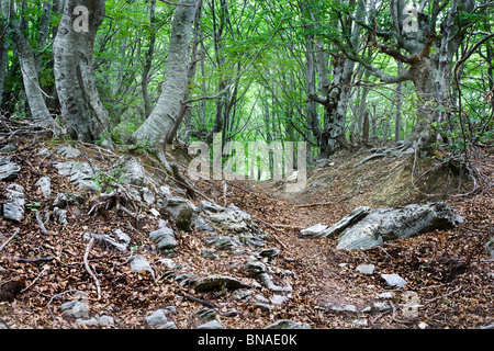 Alta montane del bosco di faggio Fagus sylvatica sul Monte Pelion nella Grecia continentale Foto Stock