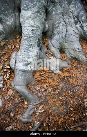 Radici di faggio Fagus sylvatica Foto Stock