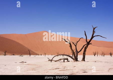 Morto di alberi di acacia nel Soussusvlei, Namibia Foto Stock
