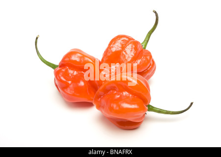 Red Hot Carribean Scotch Bonnet peperoncino da basso prospettica isolata contro il bianco. Foto Stock