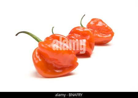 Red Hot Caraibi Scotch Bonnet peperoncino da basso prospettica isolata contro il bianco. Foto Stock