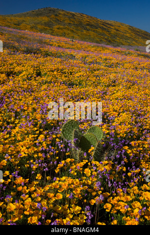 Fiori Selvatici in Black Hills, Arizona. Foto Stock