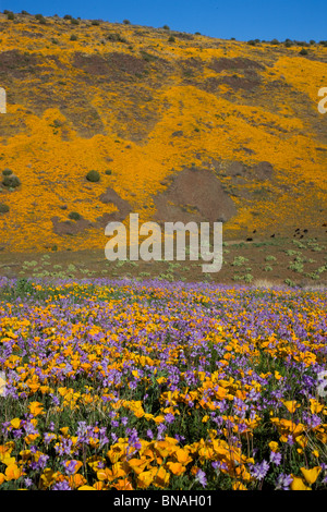 Fiori Selvatici in Black Hills, Arizona. Foto Stock